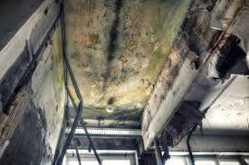 Best Black Mold Removal  in Great Falls Crossing, VA